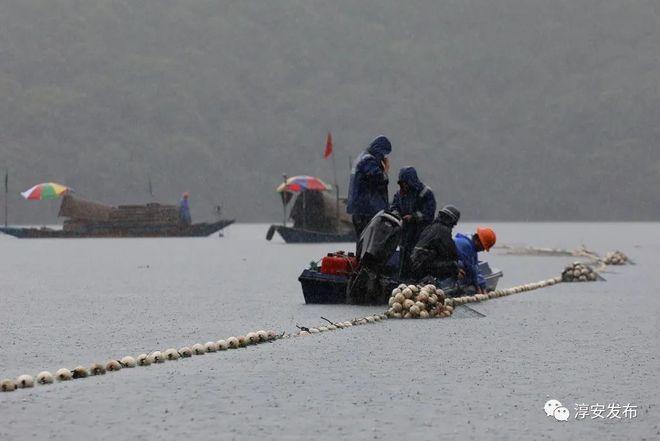 摄食,逃出的鱼种在千岛湖大库中成活率极低,极大影响了鱼种培育计划
