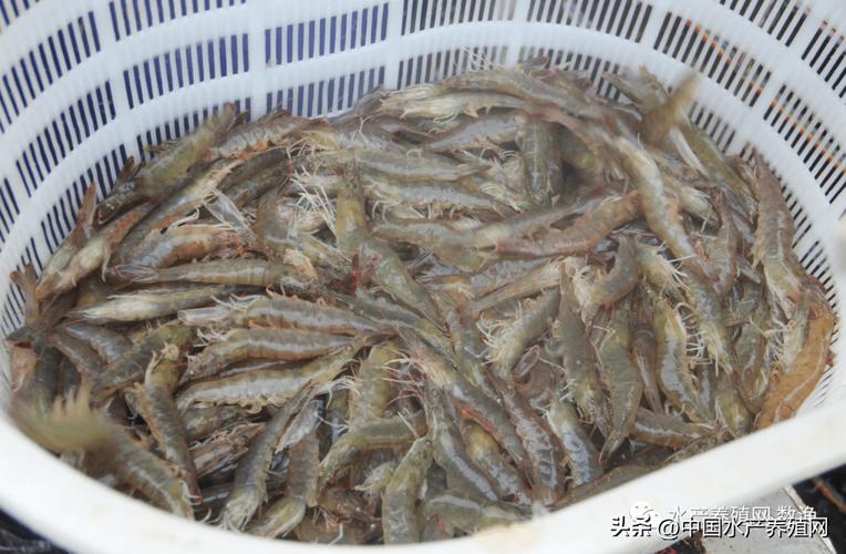 内陆反季节对虾比沿海贵20元/斤?沿海虾农卖虾还很难!_价格_养殖_市场