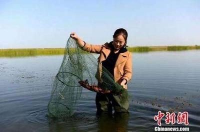 新疆兵团女职工成功养殖小龙虾 带动周边居民增收